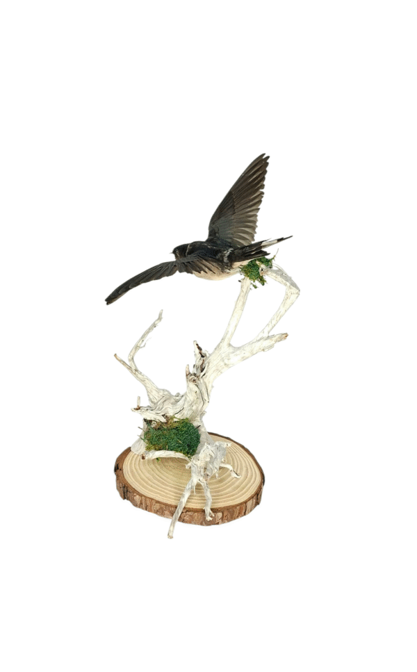 Taxidermy Juvenile Barn Swallow. Log no 745a. - Image 5