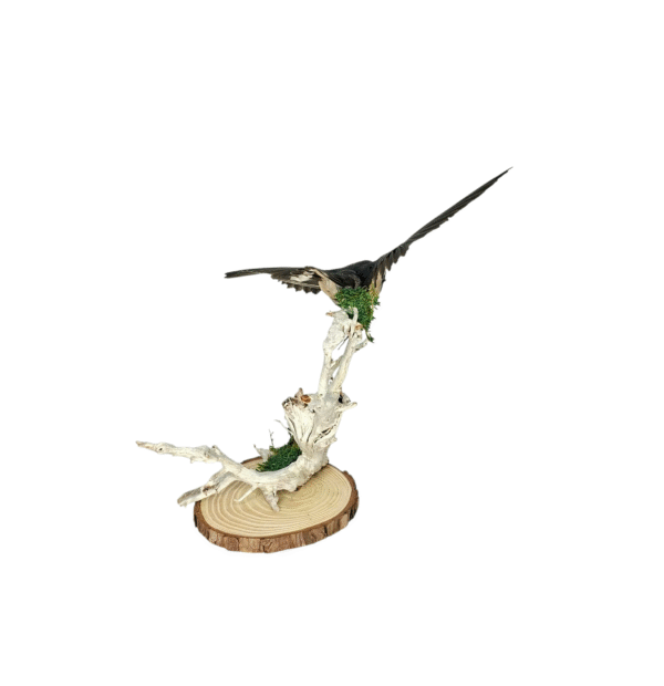 Taxidermy Juvenile Barn Swallow. Log no 745a. - Image 4