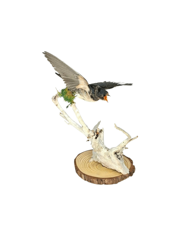 Taxidermy Juvenile Barn Swallow. Log no 745a. - Image 2