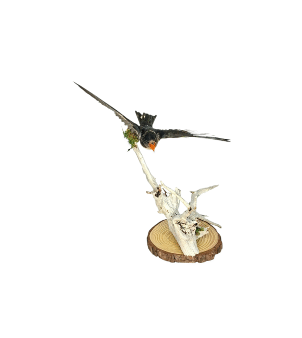 Taxidermy Juvenile Barn Swallow. Log no 745a. - Image 3