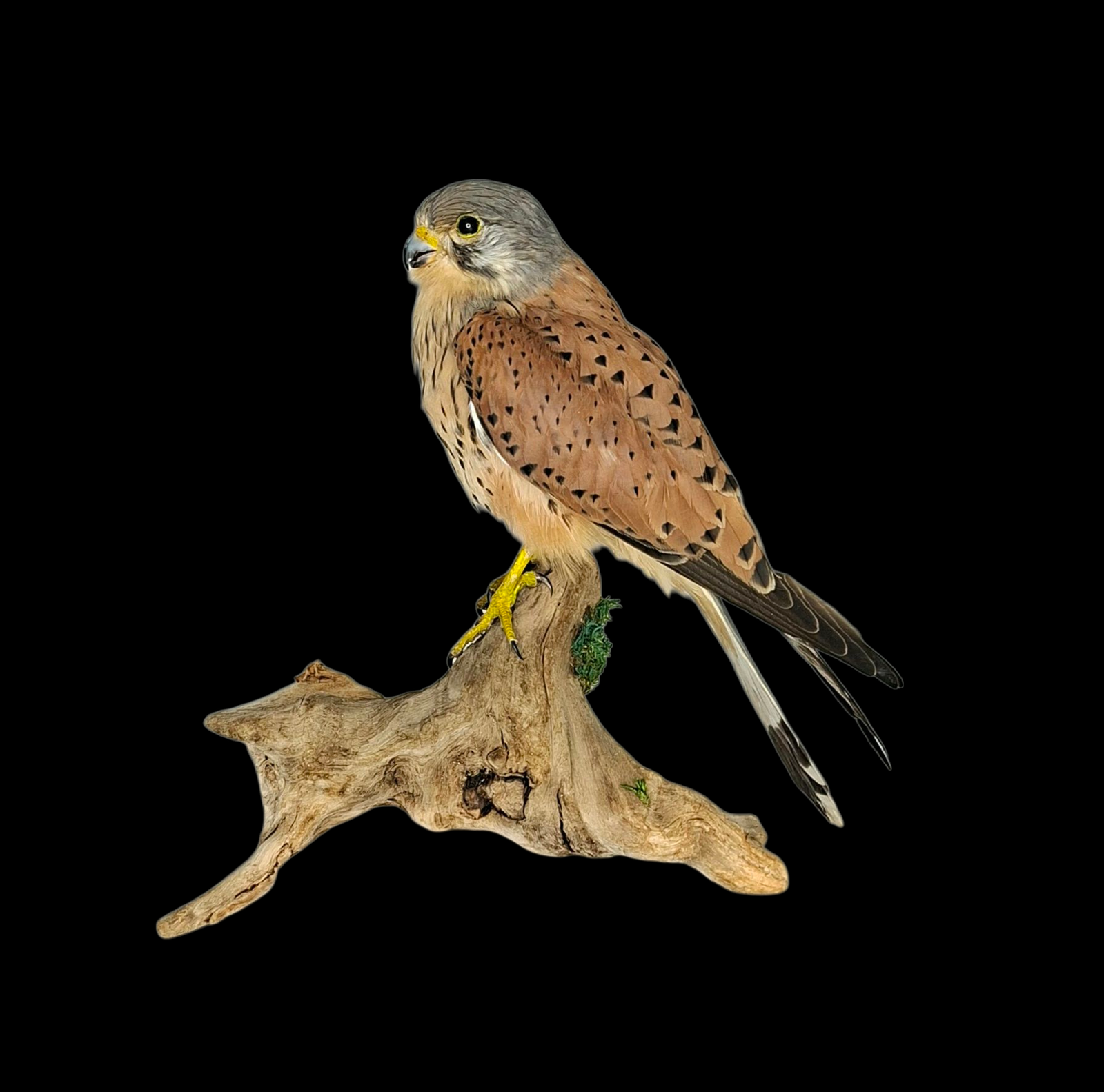 SOLD - Taxidermy Male Common Kestrel. Log no 737a.
