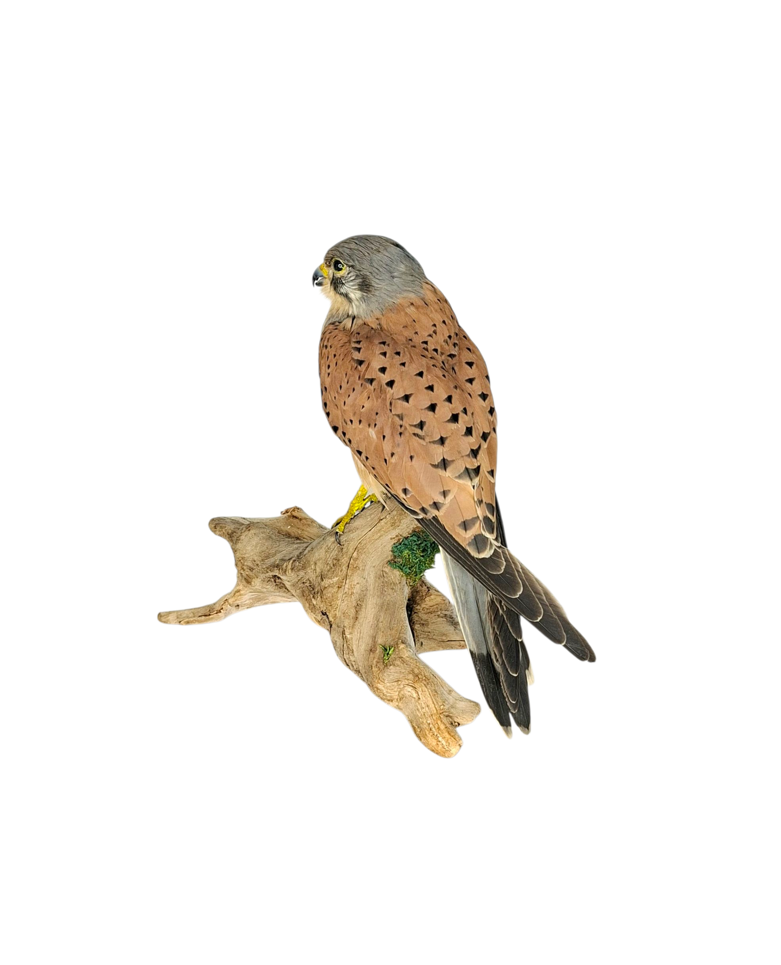 SOLD - Taxidermy Male Common Kestrel. Log no 737a. - Image 5
