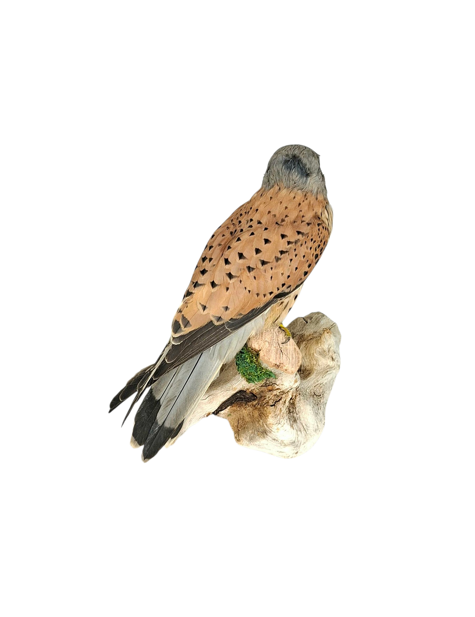 SOLD - Taxidermy Male Common Kestrel. Log no 737a. - Image 3
