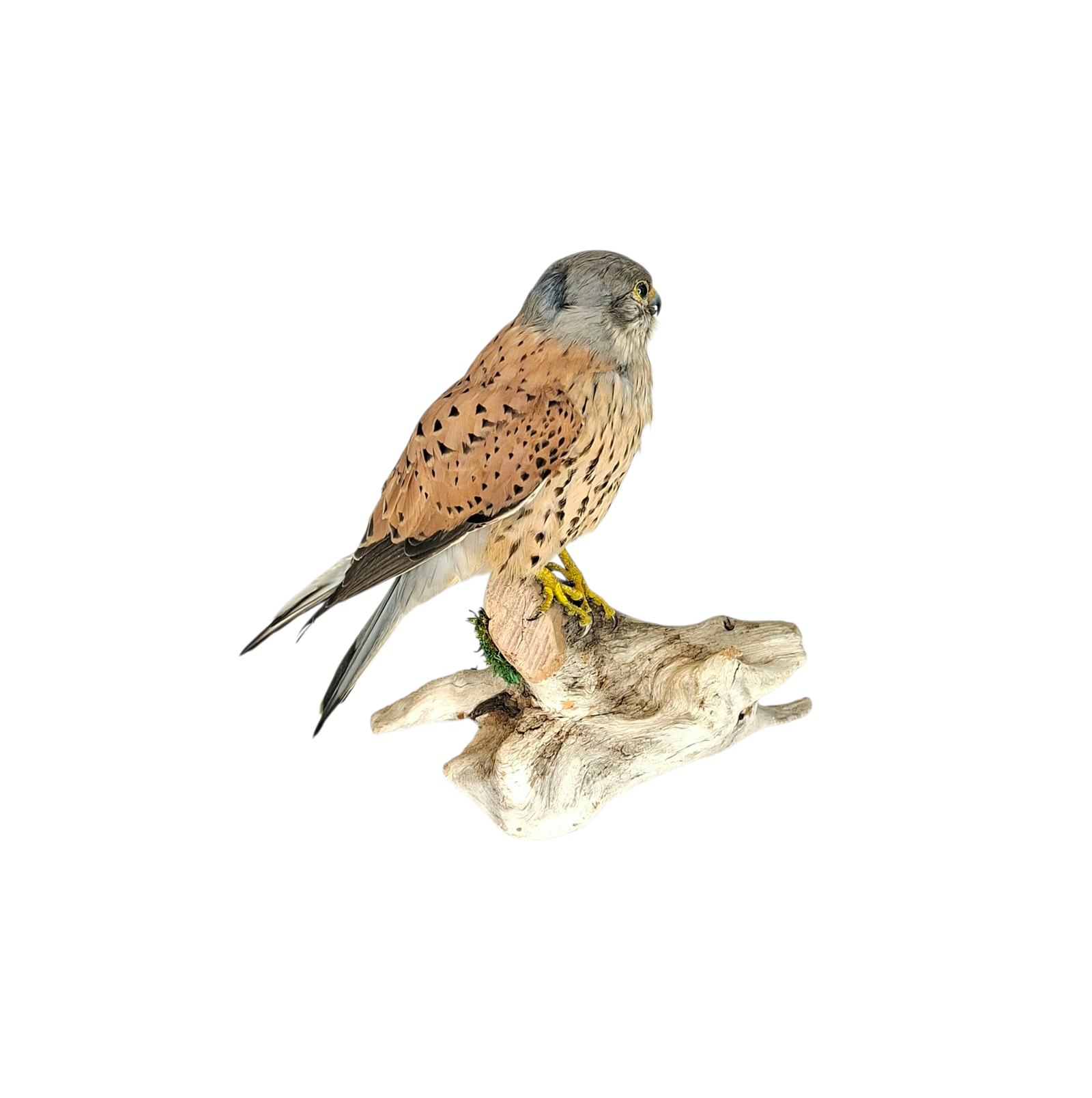 SOLD - Taxidermy Male Common Kestrel. Log no 737a. - Image 4