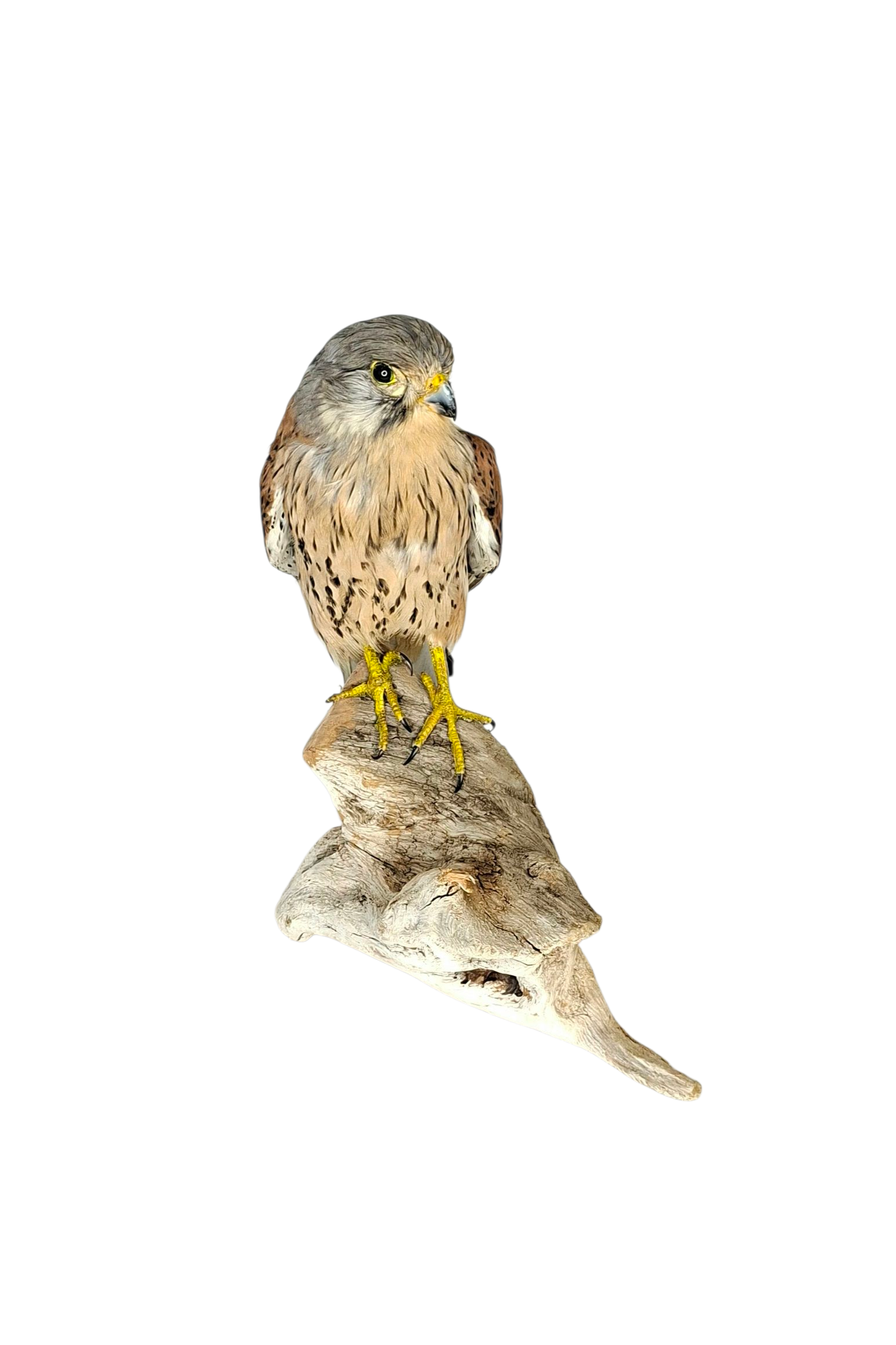 SOLD - Taxidermy Male Common Kestrel. Log no 737a. - Image 2