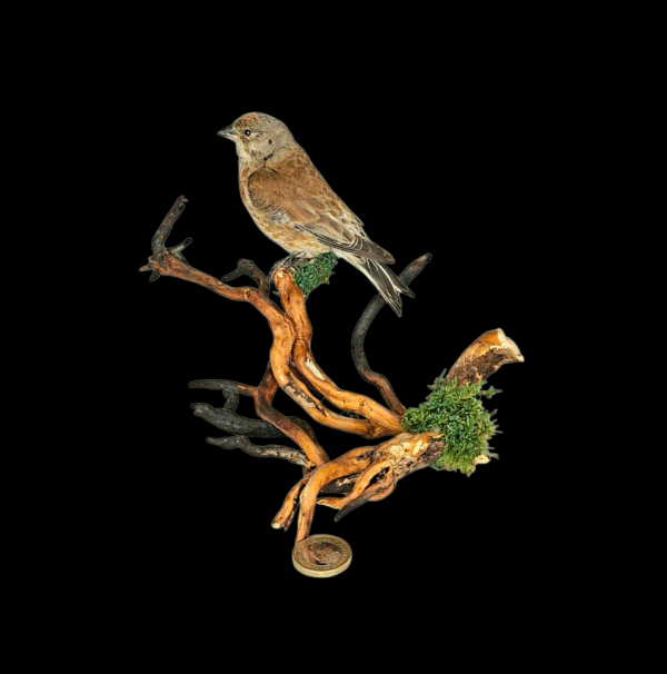 SOLD - Taxidermy Common Linnet. Log no 743a.