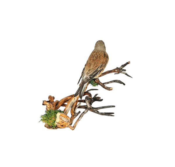 SOLD - Taxidermy Common Linnet. Log no 743a. - Image 4