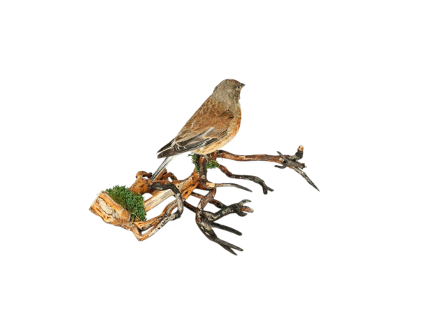 SOLD - Taxidermy Common Linnet. Log no 743a. - Image 5