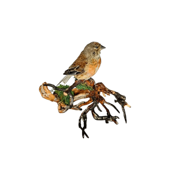 SOLD - Taxidermy Common Linnet. Log no 743a. - Image 2