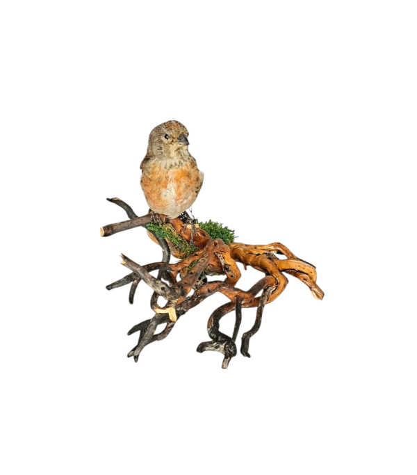 SOLD - Taxidermy Common Linnet. Log no 743a. - Image 3
