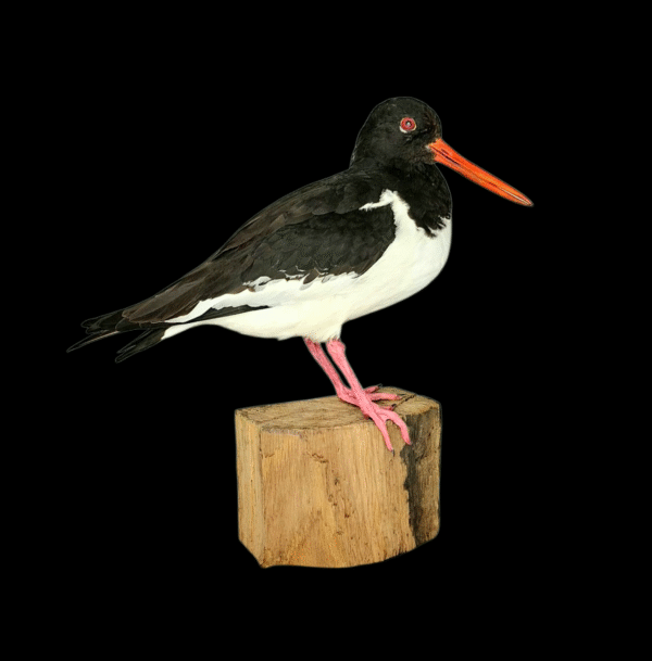 Taxidermy Oystercatcher. Log no 577a.