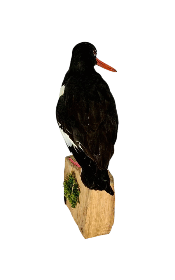 Taxidermy Oystercatcher. Log no 577a. - Image 5