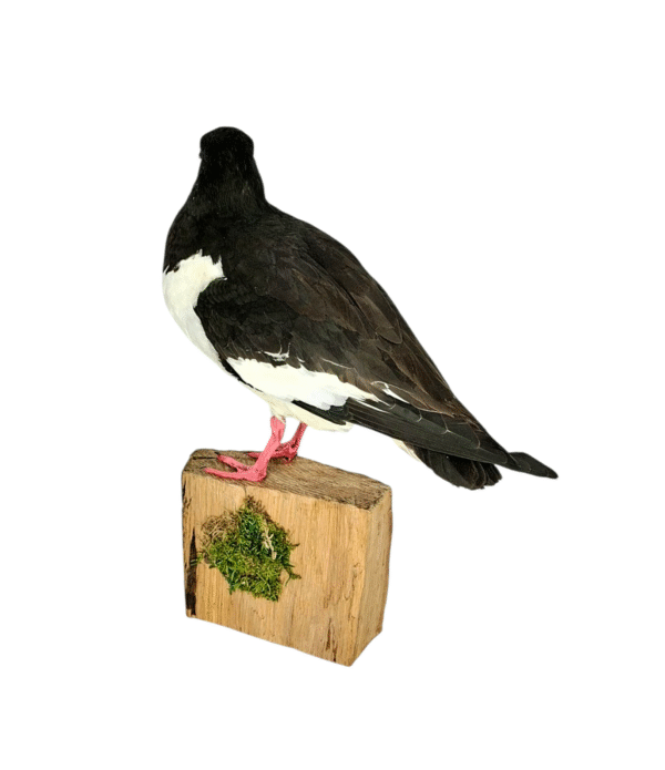 Taxidermy Oystercatcher. Log no 577a. - Image 4
