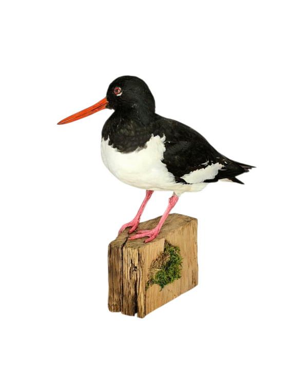 Taxidermy Oystercatcher. Log no 577a. - Image 2