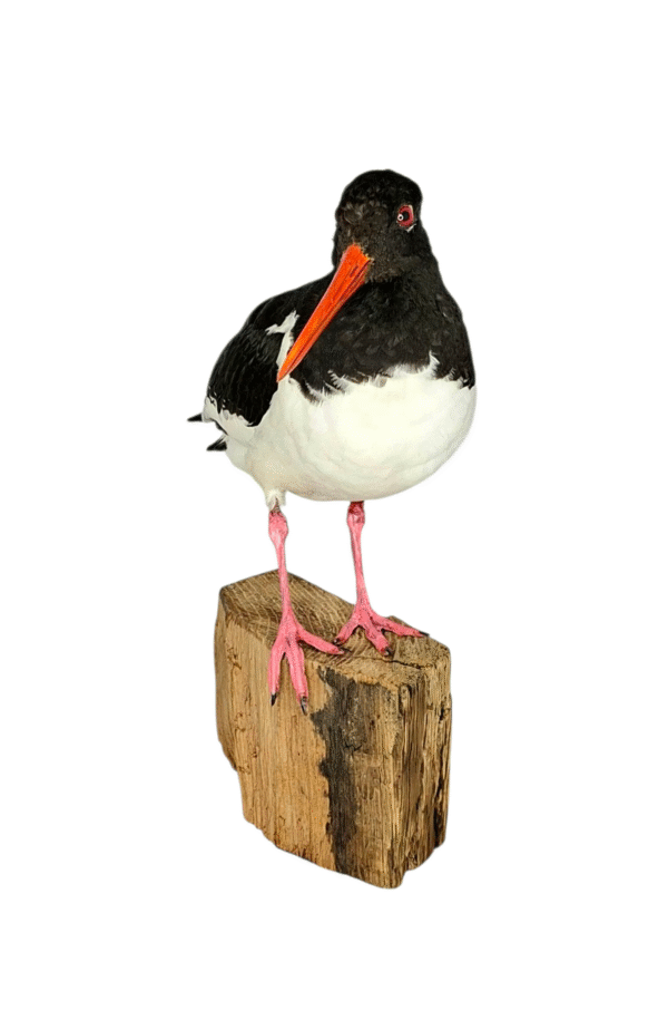 Taxidermy Oystercatcher. Log no 577a. - Image 3