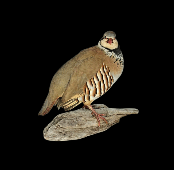 Taxidermy Red Legged Partridge. Log no 5838.