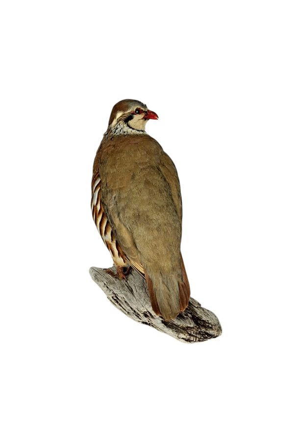 Taxidermy Red Legged Partridge. Log no 5838. - Image 5