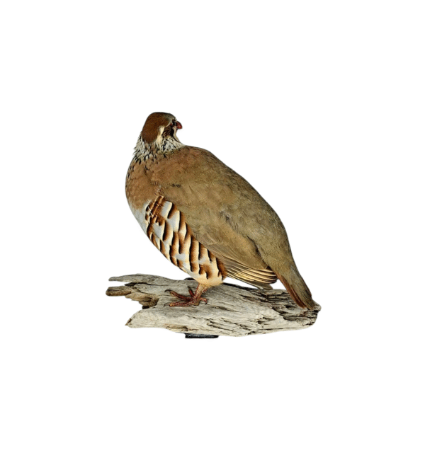 Taxidermy Red Legged Partridge. Log no 5838. - Image 4