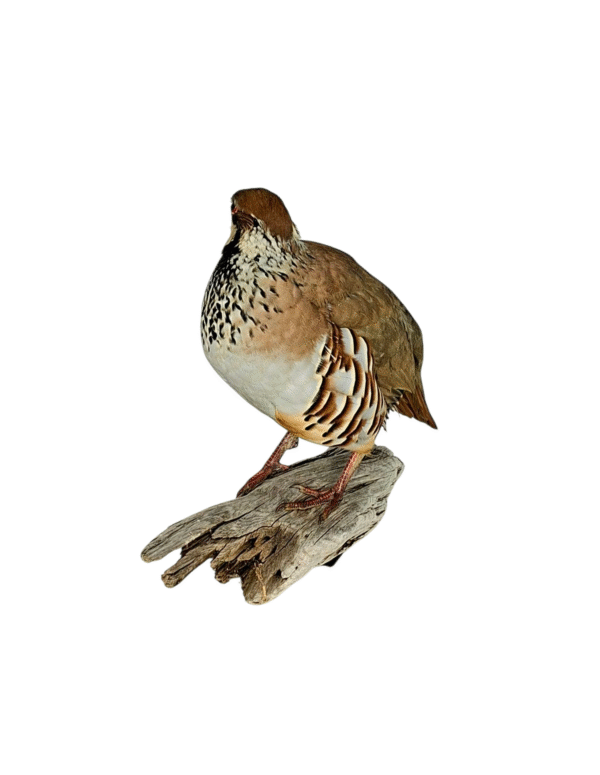Taxidermy Red Legged Partridge. Log no 5838. - Image 3