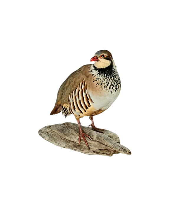 Taxidermy Red Legged Partridge. Log no 5838. - Image 2