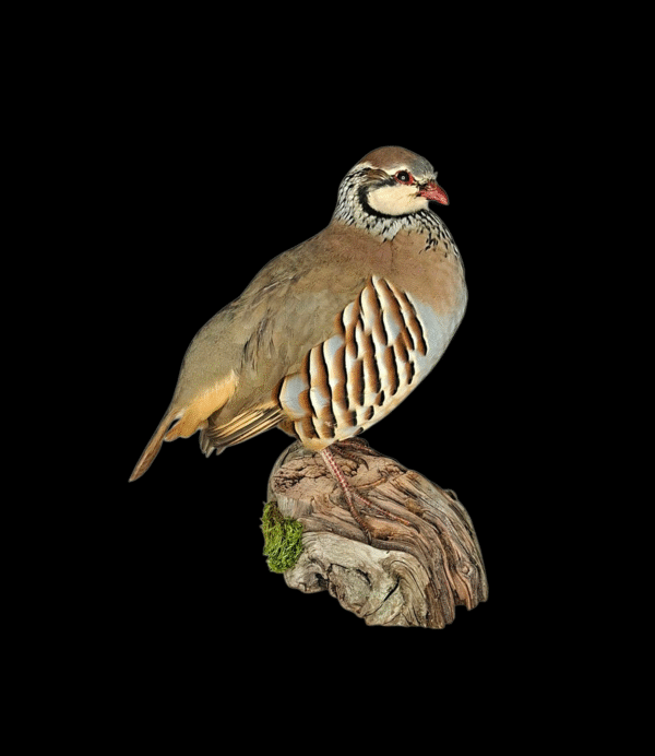 Taxidermy Red Legged Partridge. Log no 686a.