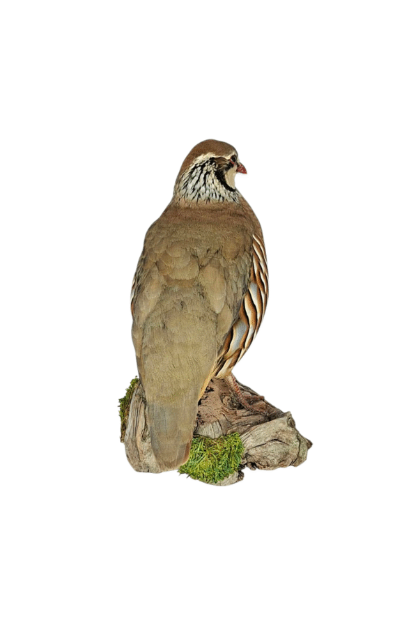 Taxidermy Red Legged Partridge. Log no 686a. - Image 5
