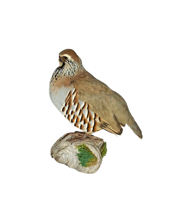 Taxidermy Red Legged Partridge. Log no 686a. - Image 4