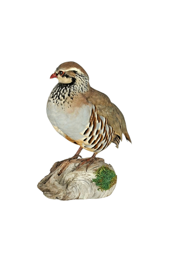 Taxidermy Red Legged Partridge. Log no 686a. - Image 3