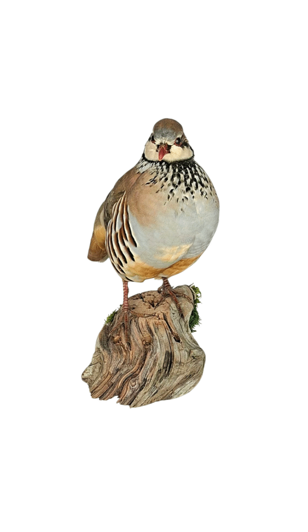 Taxidermy Red Legged Partridge. Log no 686a. - Image 2