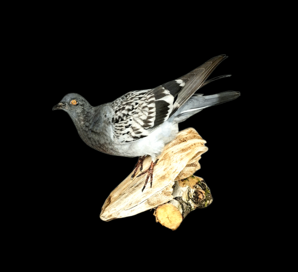 SOLD - Taxidermy Town Pigeon. Log no 010.