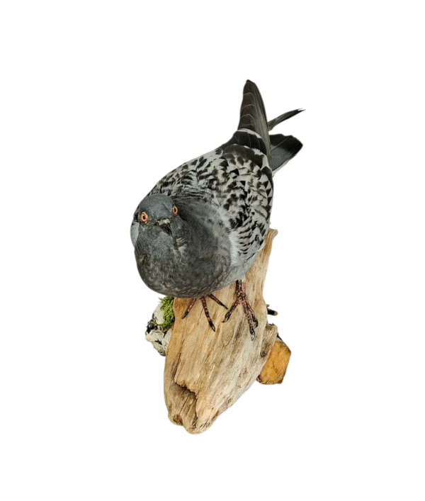SOLD - Taxidermy Town Pigeon. Log no 010. - Image 5