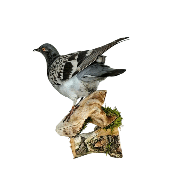 SOLD - Taxidermy Town Pigeon. Log no 010. - Image 2