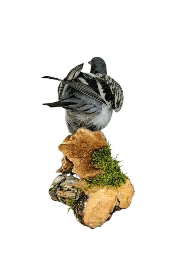 SOLD - Taxidermy Town Pigeon. Log no 010. - Image 3