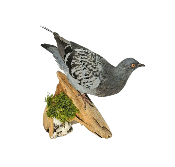 SOLD - Taxidermy Town Pigeon. Log no 010. - Image 4