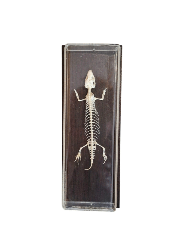 Taxidermy Lizard Skeleton. Log no 54. - Image 2