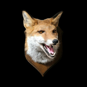 Taxidermy Red Fox Mask. Log no 012.
