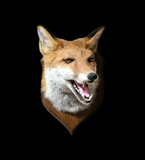 Taxidermy Red Fox Mask. Log no 012.