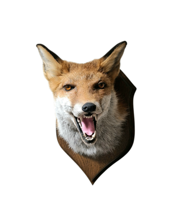 Taxidermy Red Fox Mask. Log no 012. - Image 5