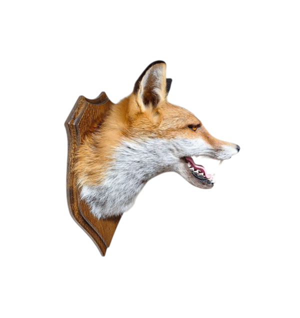 Taxidermy Red Fox Mask. Log no 012. - Image 4