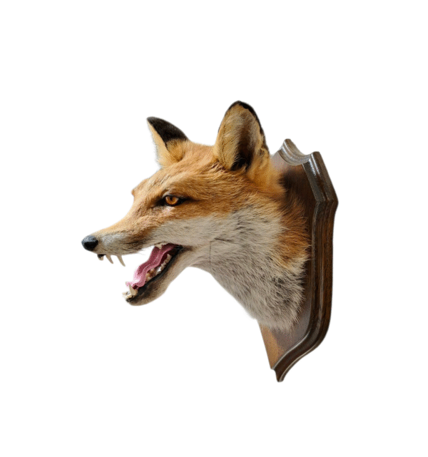Taxidermy Red Fox Mask. Log no 012. - Image 3