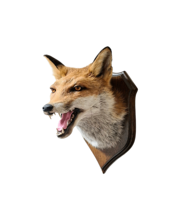 Taxidermy Red Fox Mask. Log no 012. - Image 2