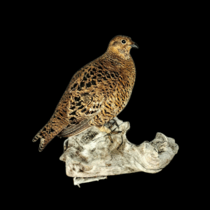 Taxidermy Greyhen. Log no 757a.