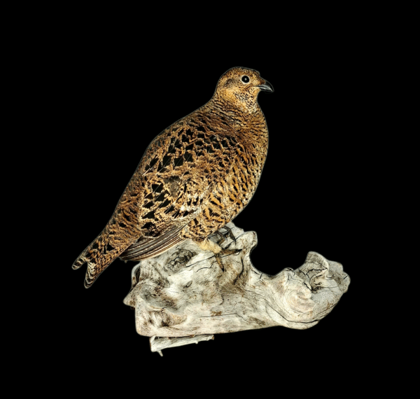 Taxidermy Greyhen. Log no 757a.