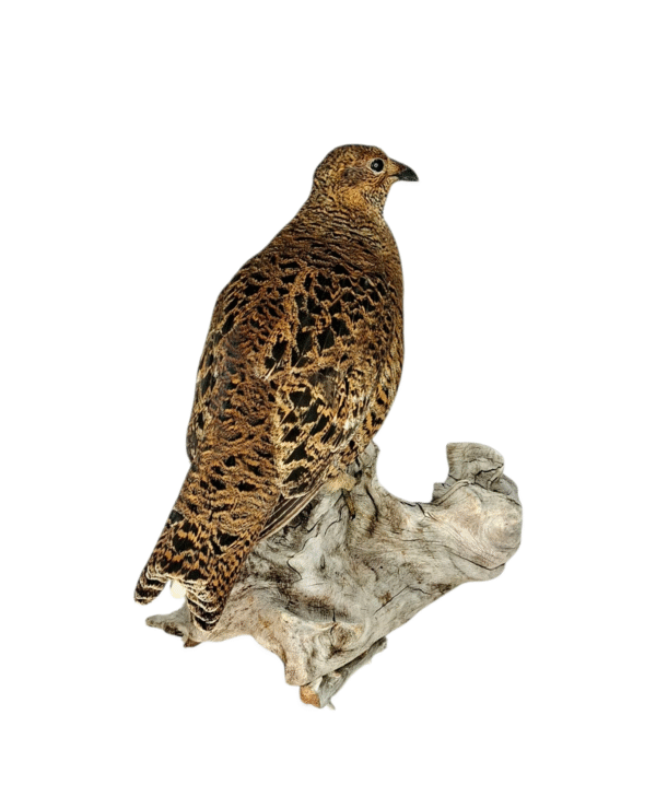 Taxidermy Greyhen. Log no 757a. - Image 2