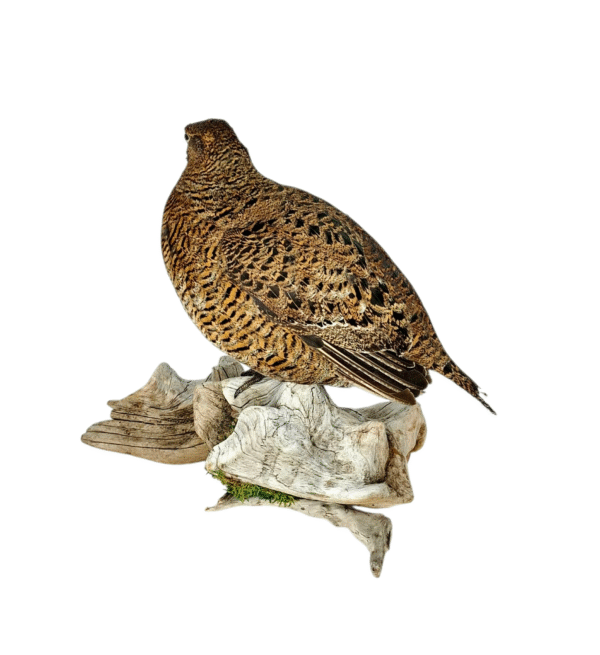 Taxidermy Greyhen. Log no 757a. - Image 3