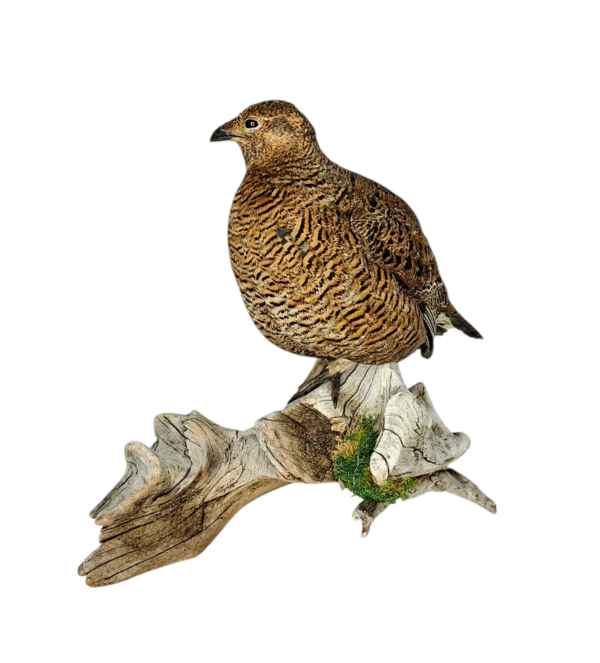 Taxidermy Greyhen. Log no 757a. - Image 4