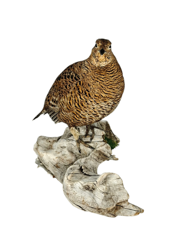 Taxidermy Greyhen. Log no 757a. - Image 5
