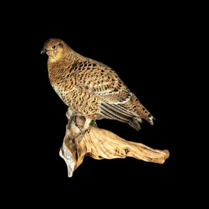SOLD - Taxidermy Greyhen. Log no 9578.