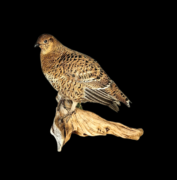 SOLD - Taxidermy Greyhen. Log no 9578.