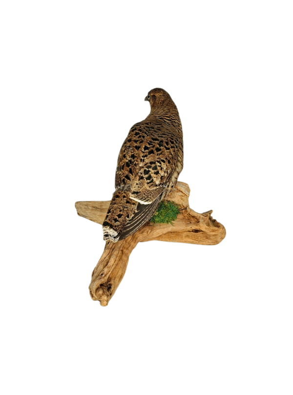 SOLD - Taxidermy Greyhen. Log no 9578. - Image 4